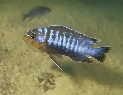 Tropheops sp. 'membe' Ndomo Point
